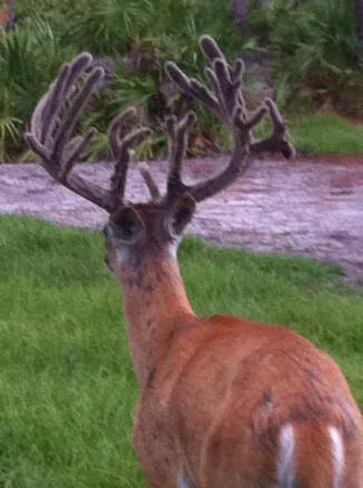 Naples Whitetail Hunts