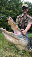 Tampa gator hunts