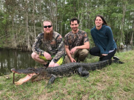 Alligator Hunts in Florida