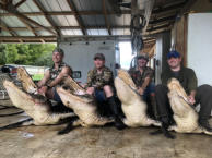 Florida Alligator Hunting