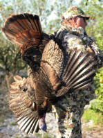 FLORIDA turkey hunting