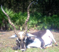 Black Buck Hunting Florida!
