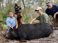 Hog Hunt with Dogs