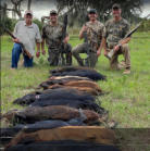 Wild hog hunting