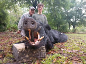 Nice Cutters on Boar Hog