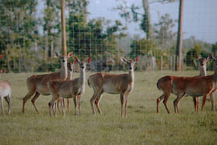 South Florida Deer Hunting
