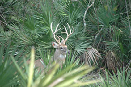 Naples Whitetail Hunting