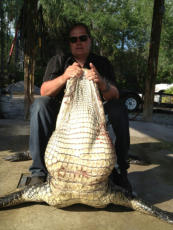 Wild Florida Alligator Hunts