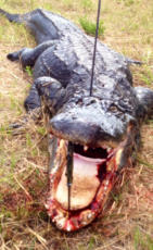 South Miami Florida Alligator Hunt