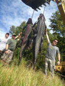 Florida Alligator Hunting!