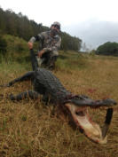 South Florida Alligator hunts